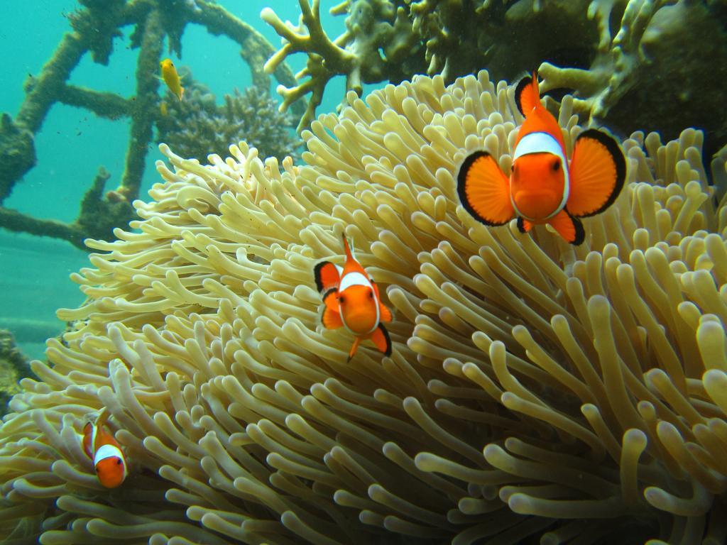 Biorock Homestay & Dive Center Pemuteran Exterior photo